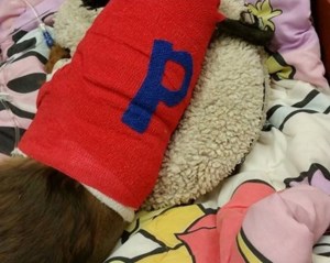 Story about Dog Attack, Shooting, 71 and 73 Hunter Street, Tamaqua, 10-30-2015 (1)