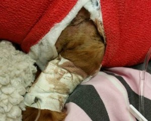 Story about Dog Attack, Shooting, 71 and 73 Hunter Street, Tamaqua, 10-30-2015 (2)