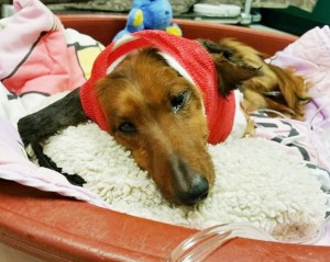 Image from fundraiser page.