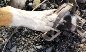 Dog Caught In Trap In Coaldale, 12-21-2015 (3) - Copy