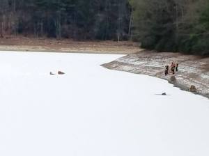 deer-stuck-on-ice-north-manheim-township-1-7-2017-1