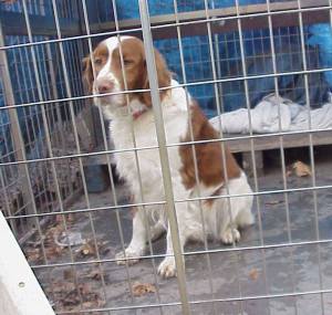 dog-found-in-coaldale-1-27-2017-1