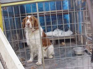 dog-found-in-coaldale-1-27-2017-2