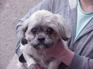 dog-found-in-tamaqua-1-14-2017