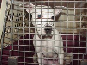 dog-found-on-hunter-street-tamaqua-1-23-2017