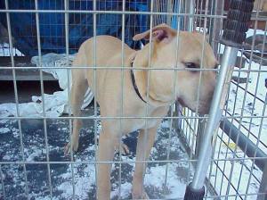 dog-found-tamaqua-1-15-2017-2