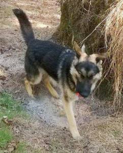 dog-harvey-missing-from-barnesville-1-22-2017-1