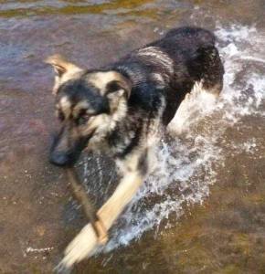 dog-harvey-missing-from-barnesville-1-22-2017-2