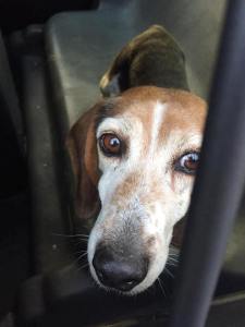 lost-dog-found-hometown-rush-township-1-12-2017-1