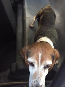 lost-dog-found-hometown-rush-township-1-12-2017-2