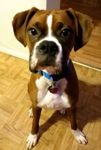 roman-missing-in-tamaqua-1-7-2017