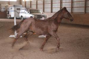 horses-at-horses-and-horizons-therapeutic-learning-center-west-penn-1-21-2017-27