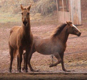 horses-at-horses-and-horizons-therapeutic-learning-center-west-penn-1-21-2017-39