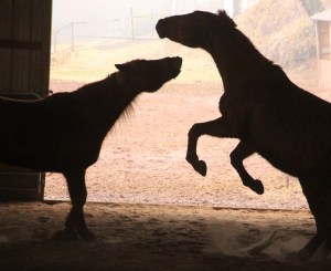 horses-at-horses-and-horizons-therapeutic-learning-center-west-penn-1-21-2017-69-copy